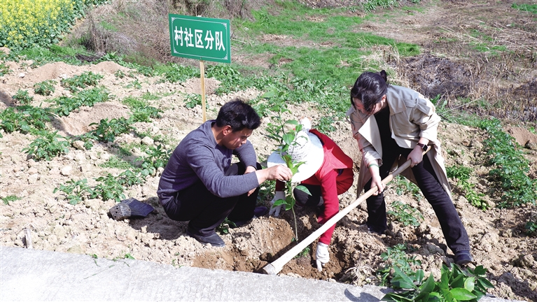 阿蓬江镇植树现场.jpg