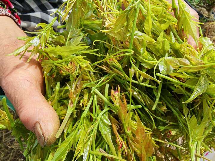 刚采摘的藤茶嫩芽.jpg