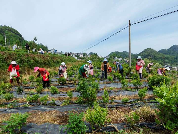 村民在基地务工.jpg